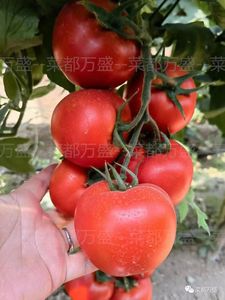娜塔莉2号，抗病高产萼片美观的精品大红番茄